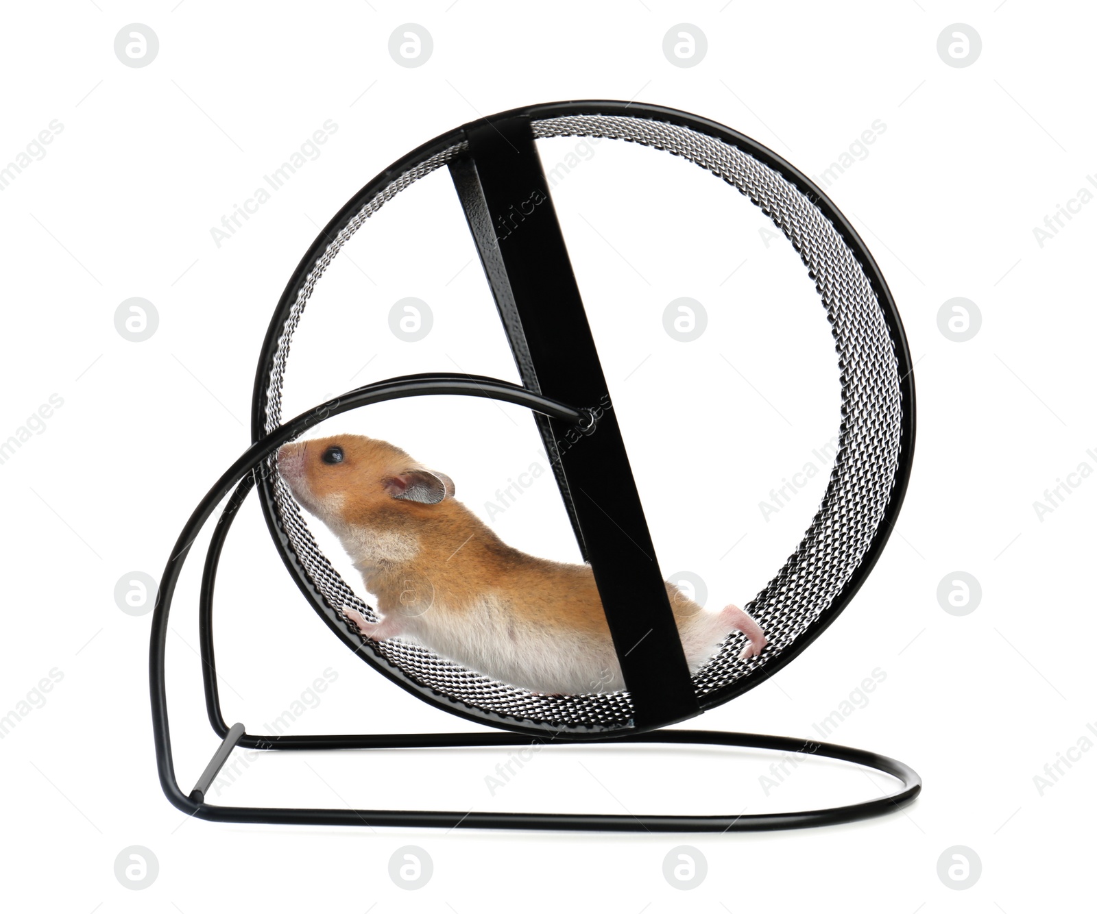 Photo of Cute little hamster in spinning wheel on white background