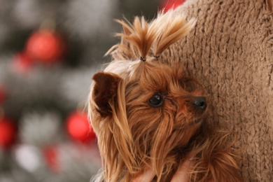 Woman holding cute Yorkshire terrier, closeup. Happy dog