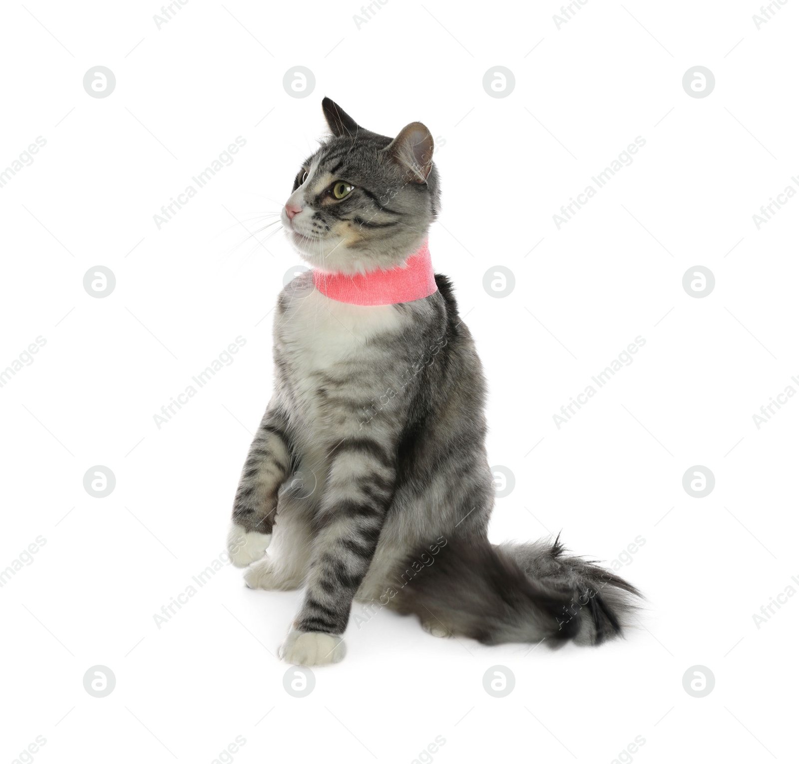 Photo of Cute cat with pink medical bandage wrapped around neck on white background