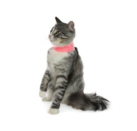 Photo of Cute cat with pink medical bandage wrapped around neck on white background