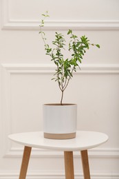 Young potted pomegranate tree on table near white wall indoors