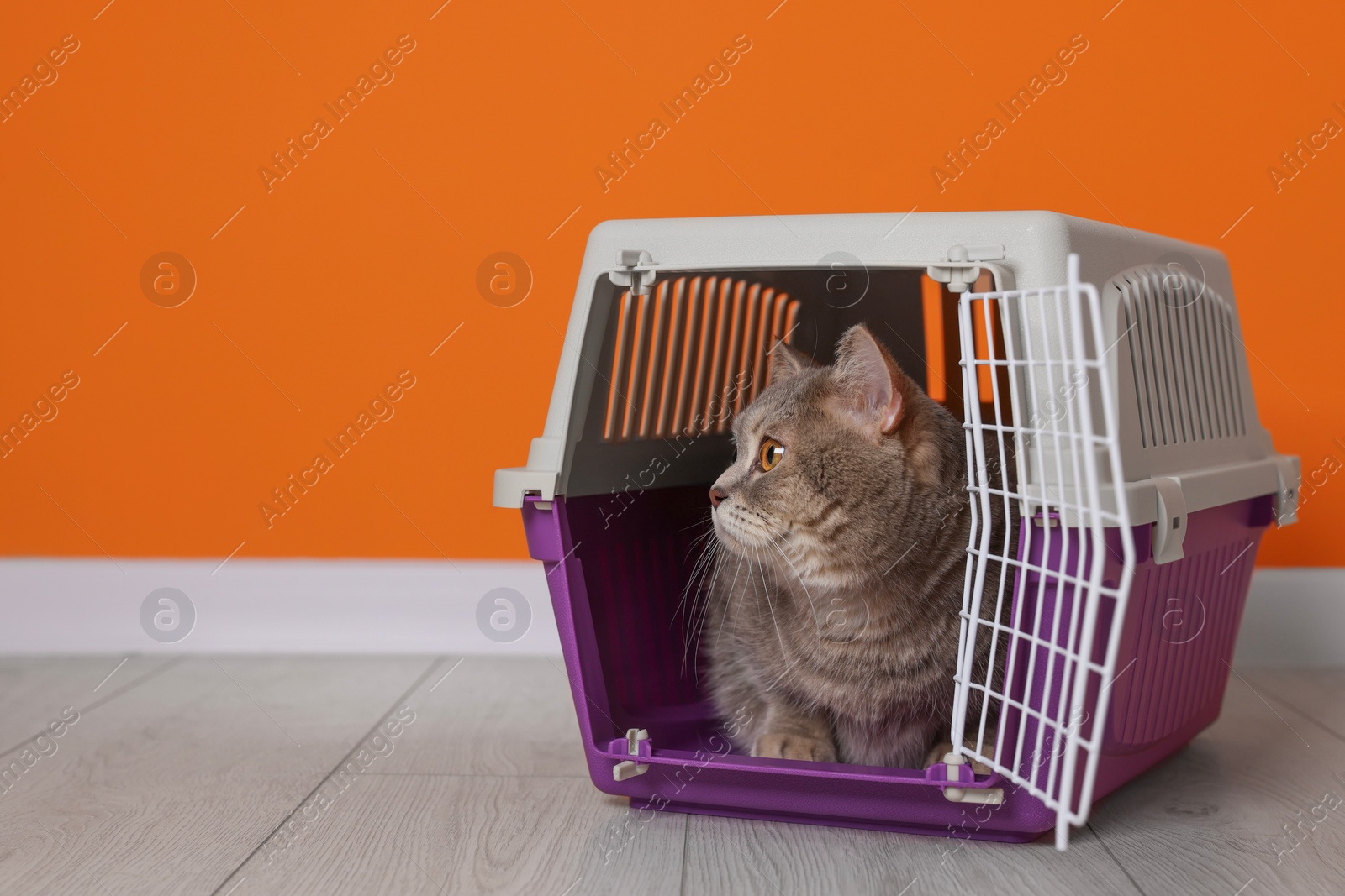 Photo of Travel with pet. Cute cat in carrier on floor near orange wall indoors, space for text