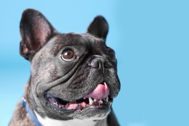 Photo of Adorable French Bulldog with bow tie on light blue background