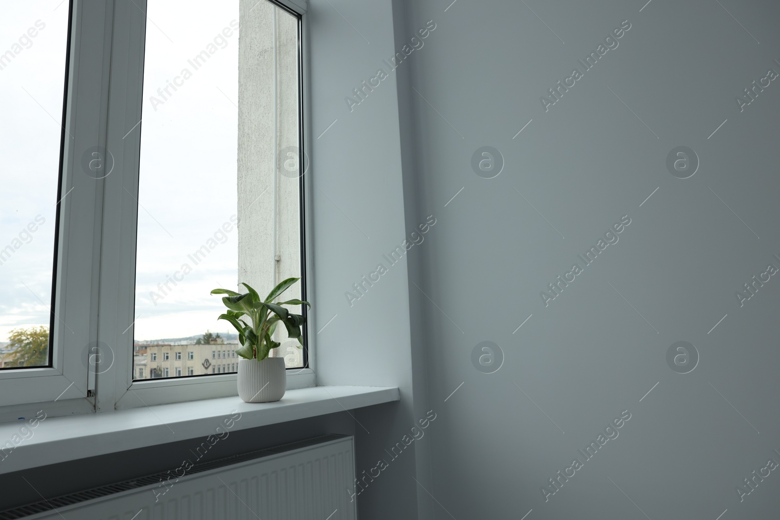 Photo of Windowsill with potted houseplant near light wall in room