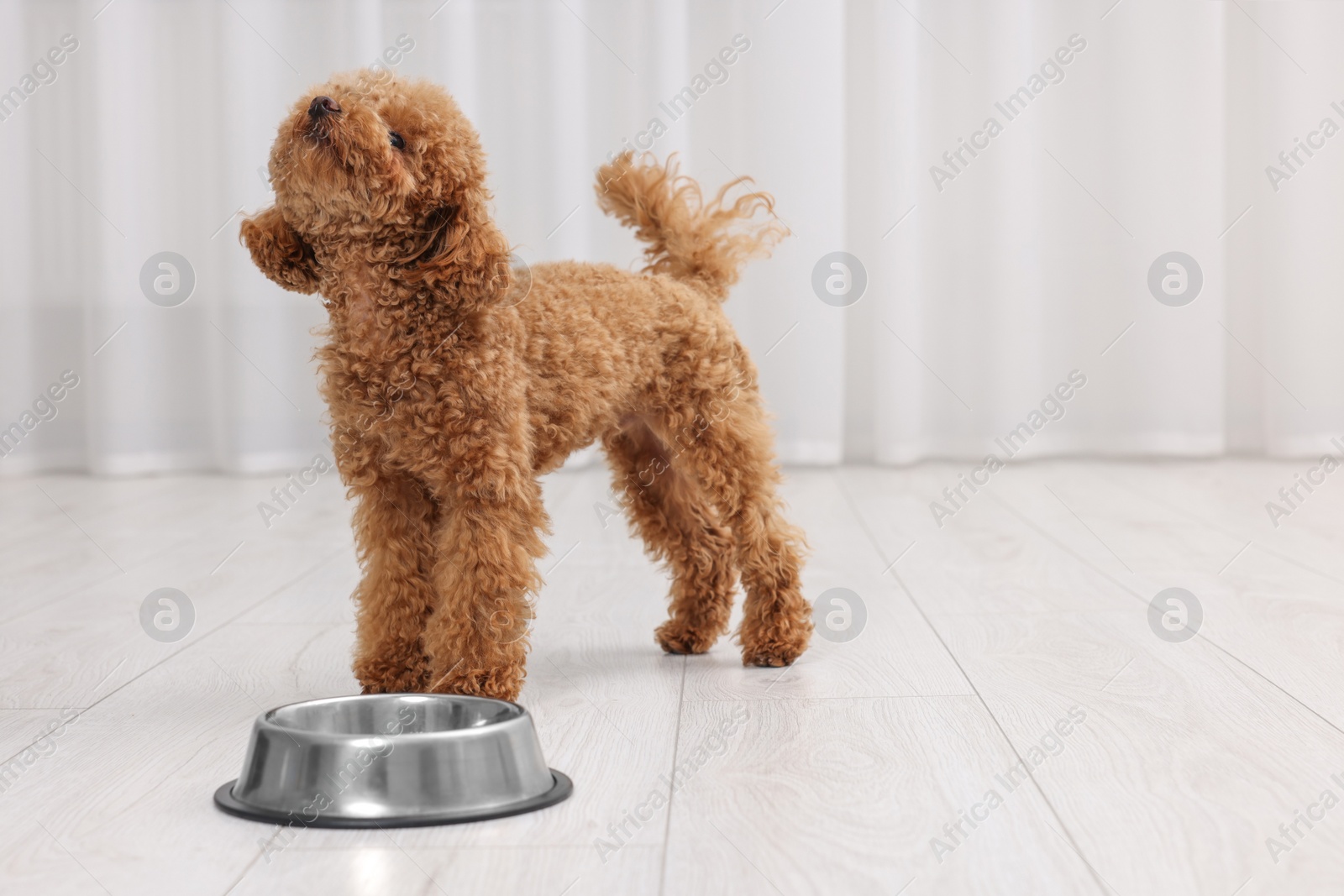 Photo of Cute Maltipoo dog near feeding bowl indoors, space for text. Lovely pet