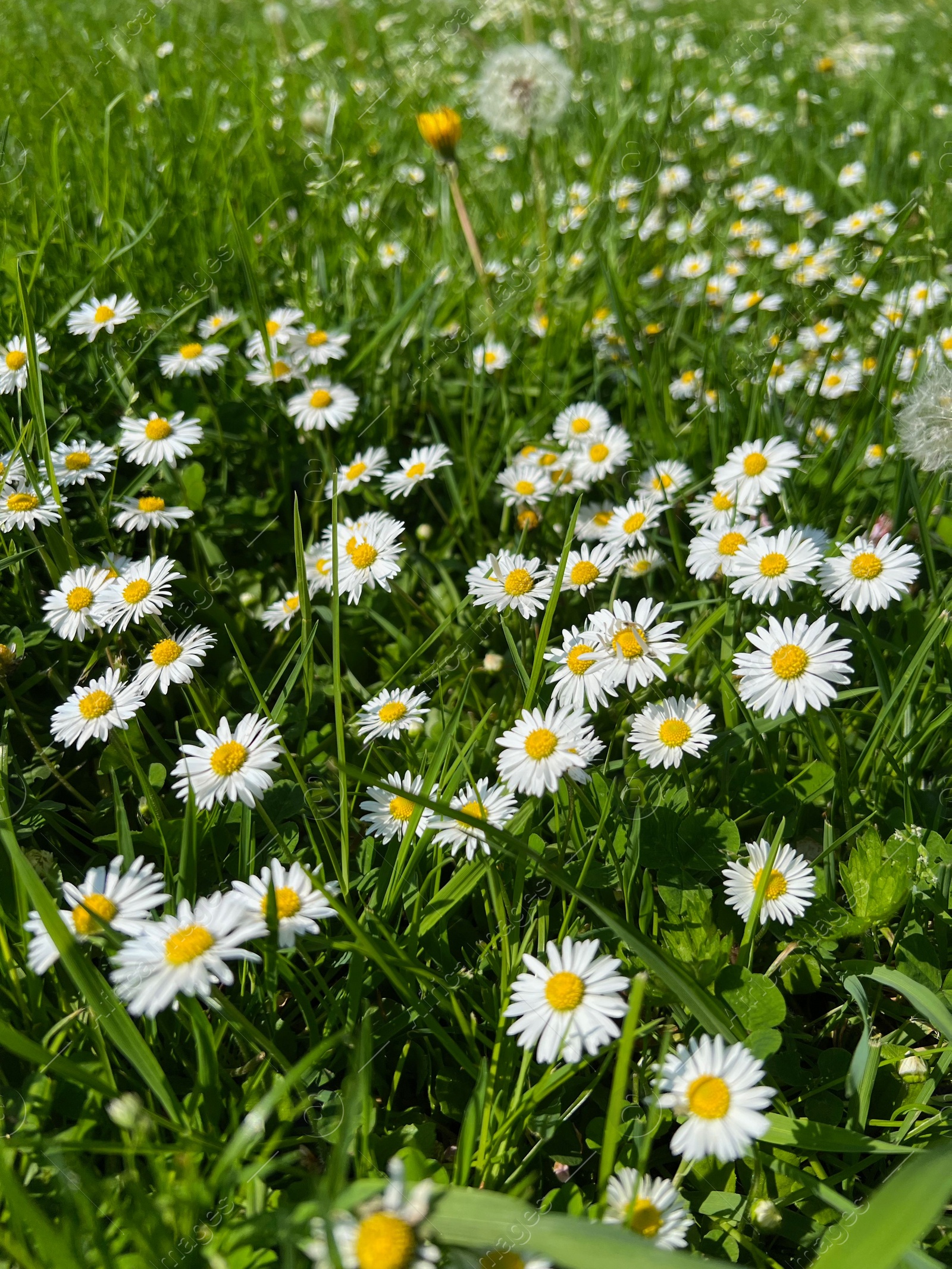 Photo of Beautiful white daisy flowers and green grass growing in meadow