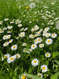 Beautiful white daisy flowers and green grass growing in meadow