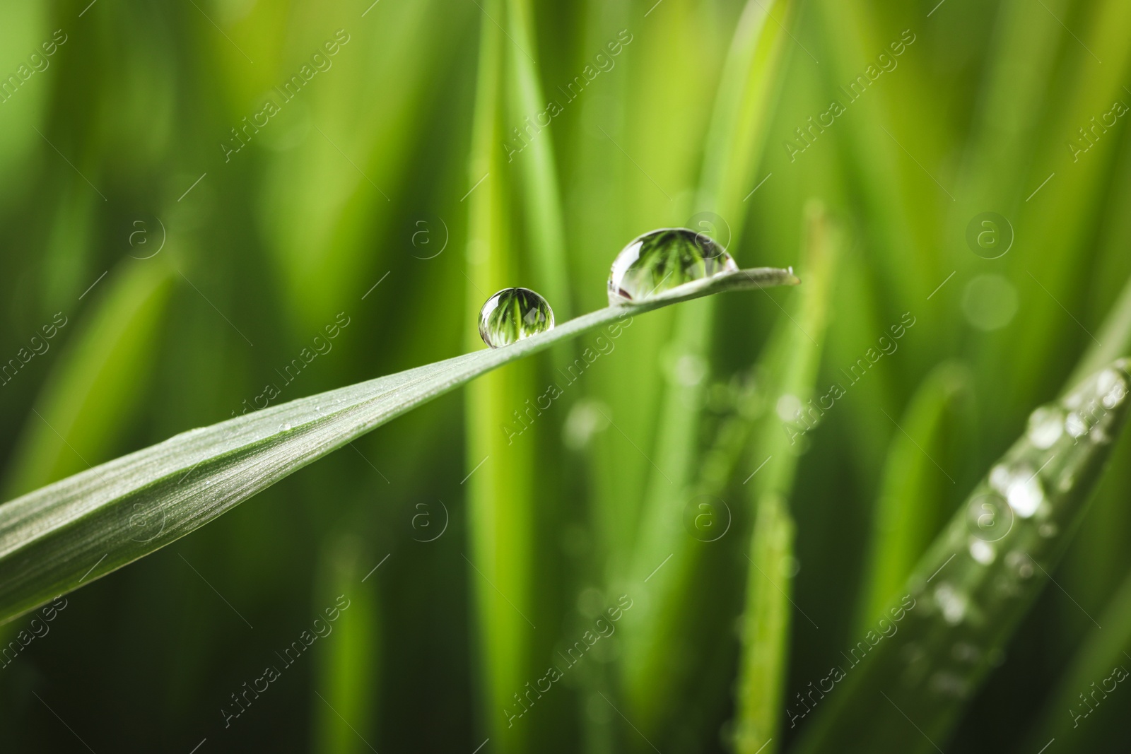 Photo of Water drops on grass blade against blurred background, closeup