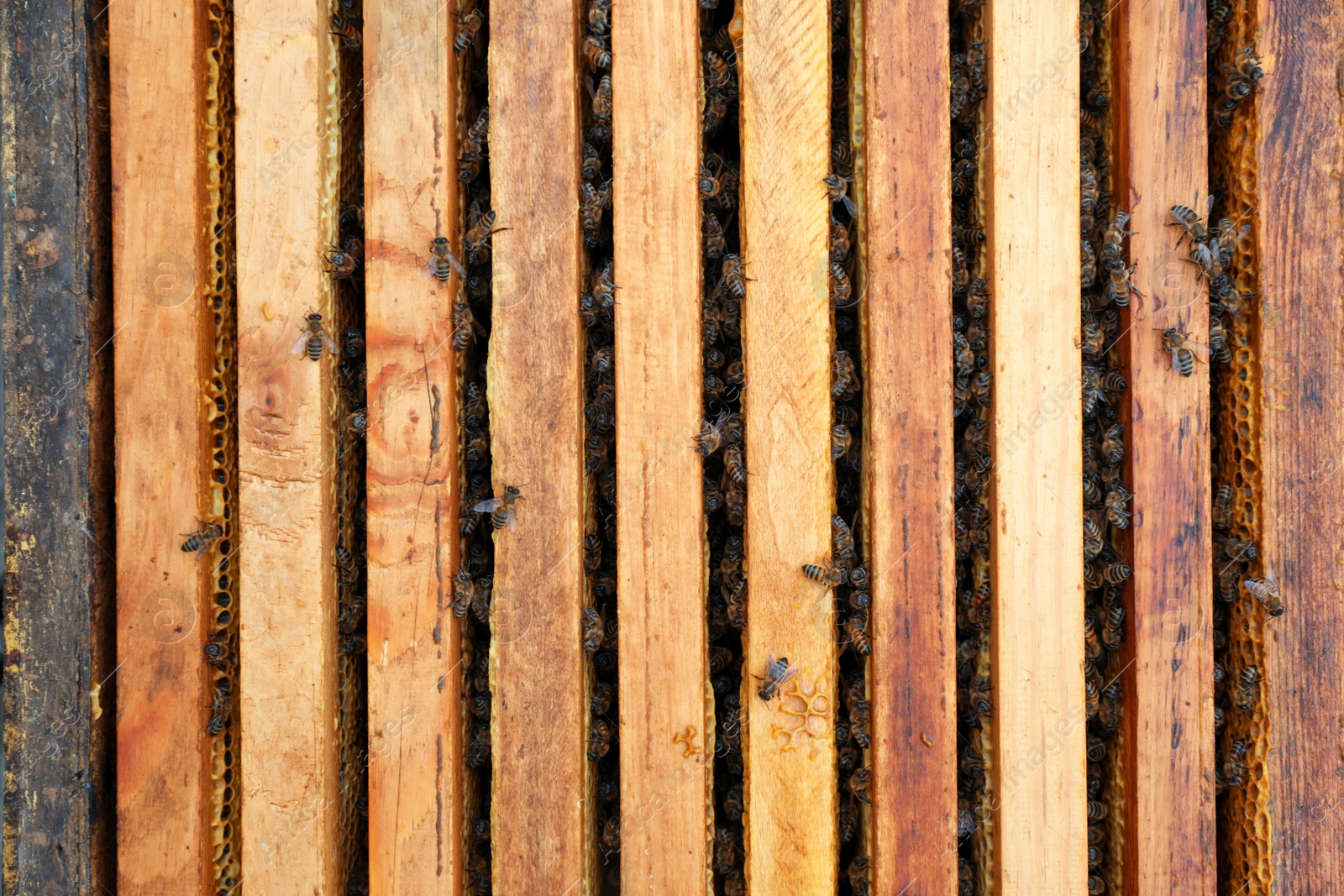 Photo of Many hive frames with bees as background, top view