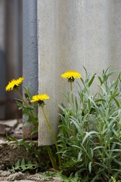 Beautiful yellow dandelion flowers with green leaves growing outdoors