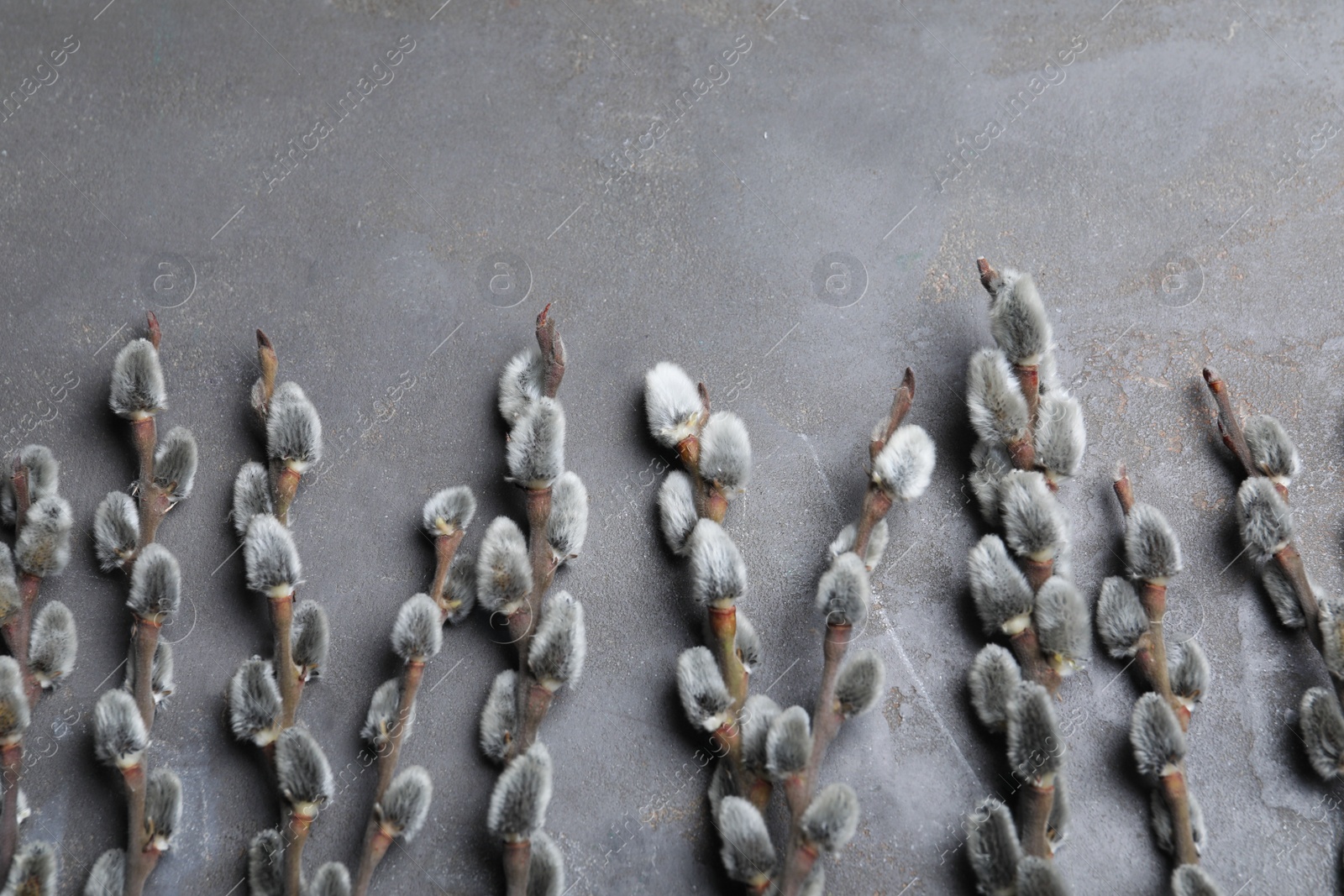 Photo of Beautiful pussy willow branches on grey background, flat lay