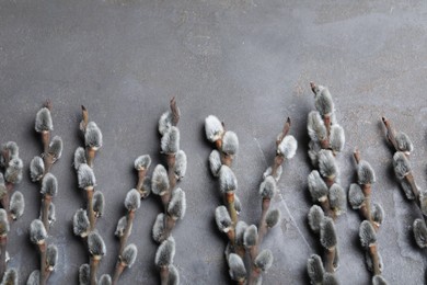 Beautiful pussy willow branches on grey background, flat lay