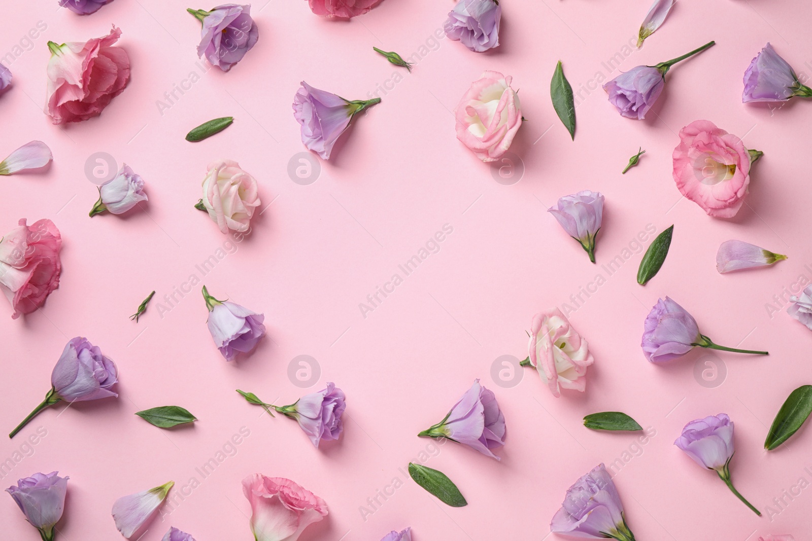 Photo of Flat lay composition with beautiful Eustoma flowers on pink background, space for text