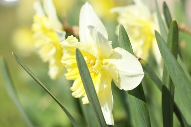 Photo of Beautiful daffodil growing in garden on sunny day, closeup