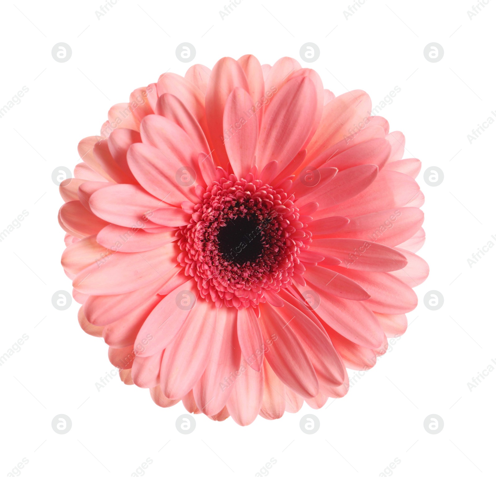 Image of Beautiful pink gerbera flower isolated on white