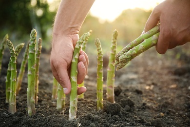 Man picking fresh asparagus in field, closeup