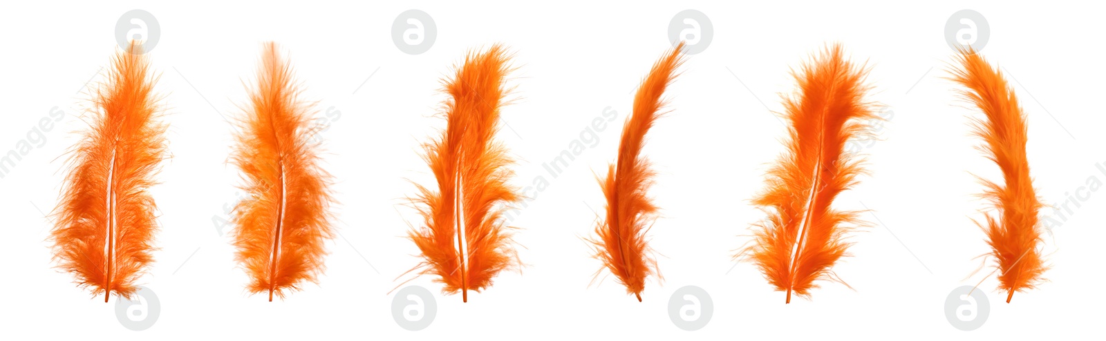 Image of Beautiful orange feathers isolated on white, set