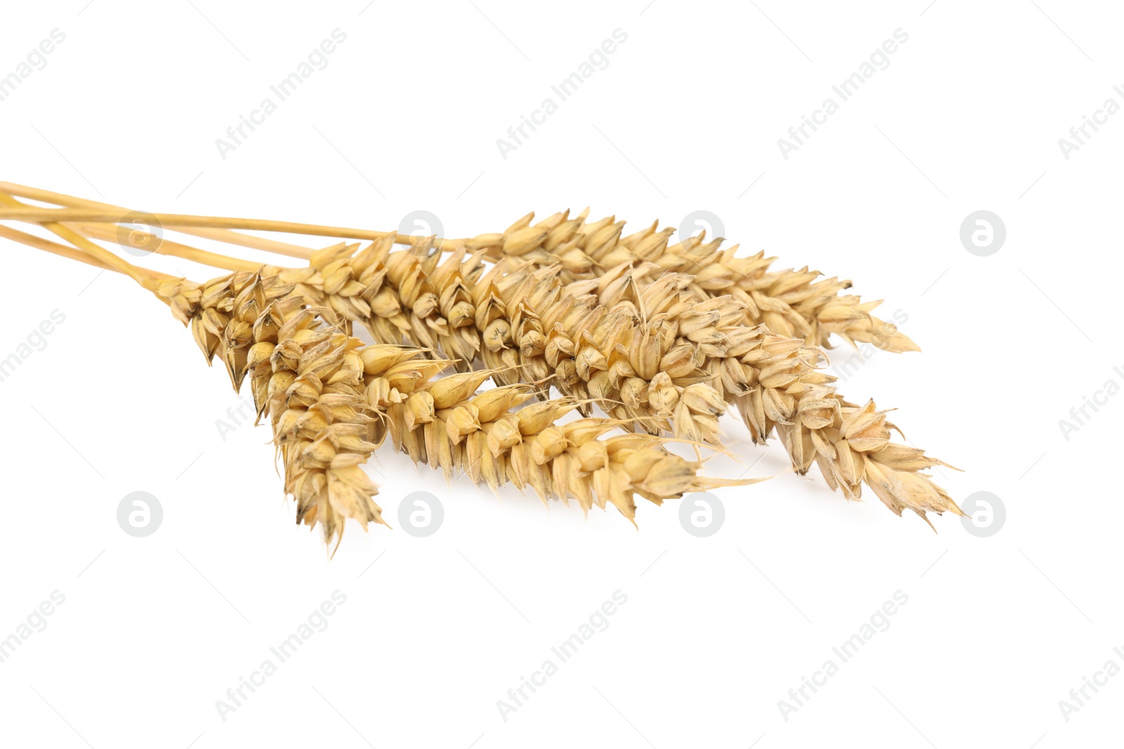 Photo of Ears of dried wheat on white background