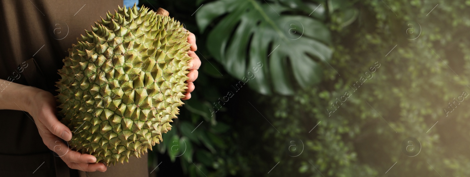 Image of Woman holding fresh ripe durian outdoors, closeup view with space for text. Banner design