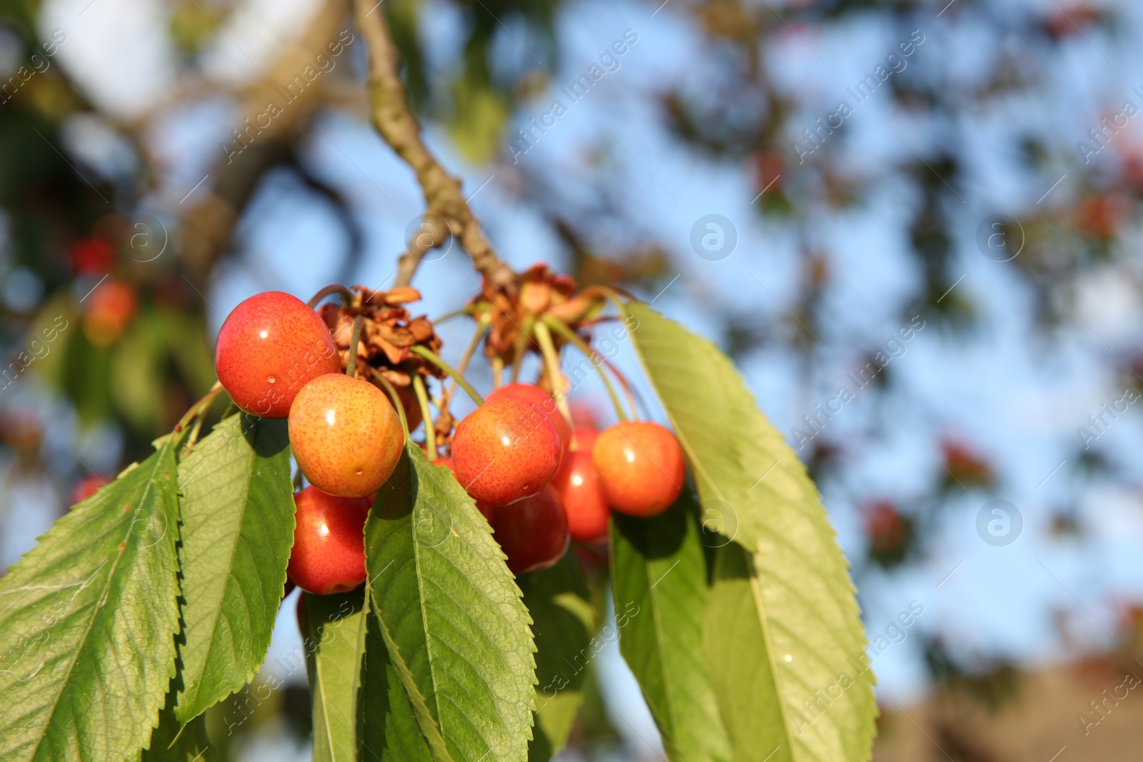 Photo of Cherry tree with green leaves and unripe berries growing outdoors, closeup. Space for text