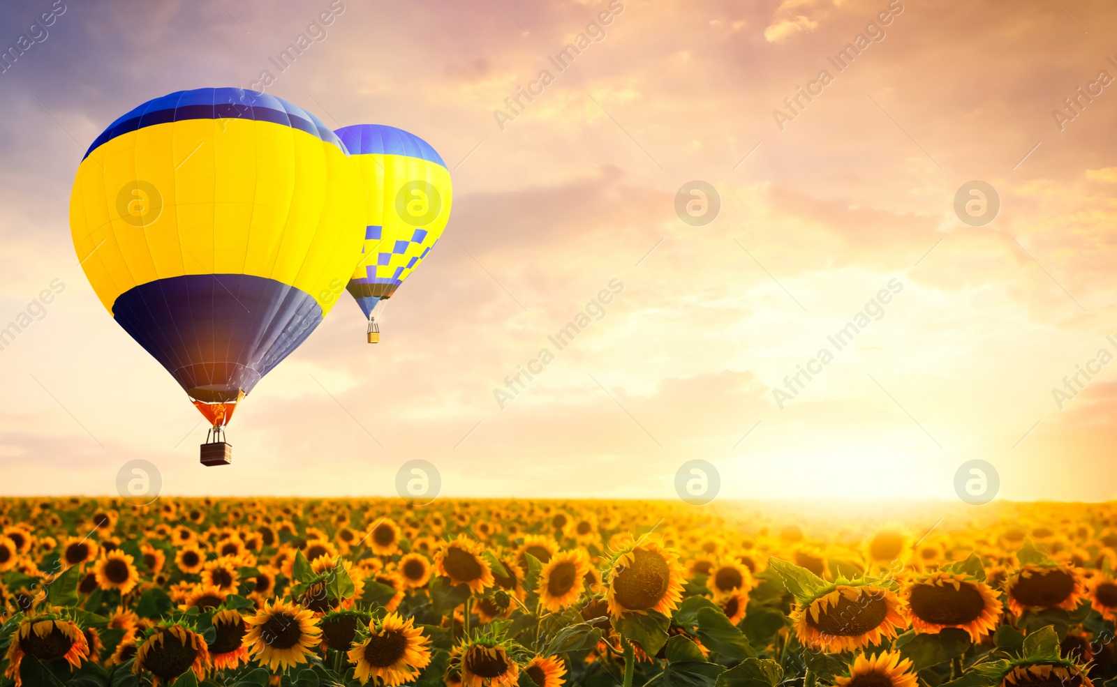 Image of Hot air balloons in sky over sunflower field