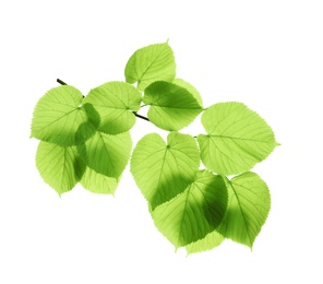 Branch with green leaves on white background