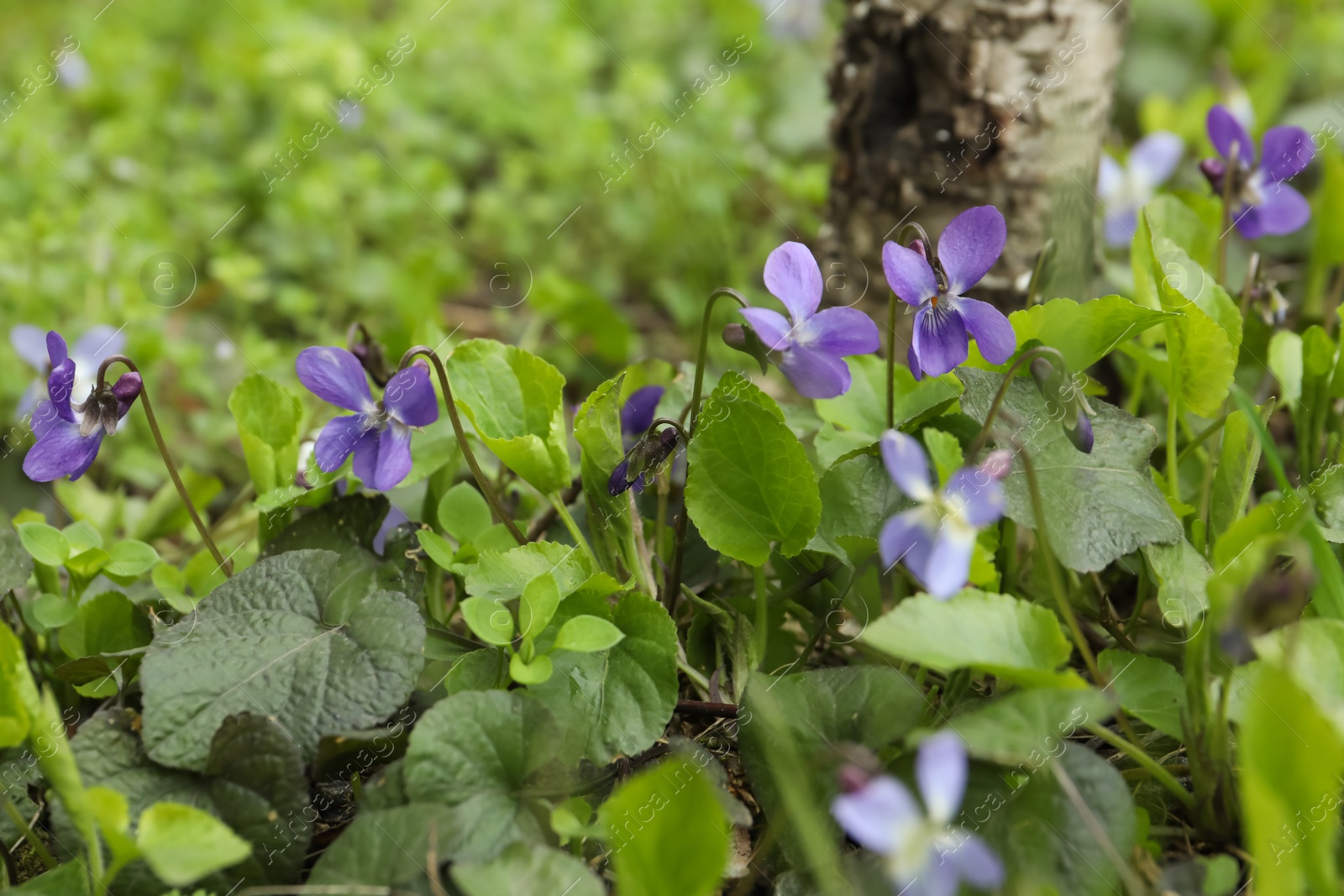 Photo of Beautiful wild violets blooming in forest. Spring flowers