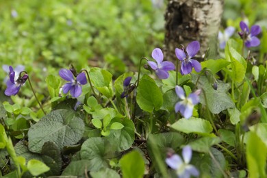 Beautiful wild violets blooming in forest. Spring flowers