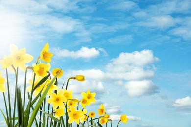 Image of Beautiful yellow daffodils outdoors on sunny day 