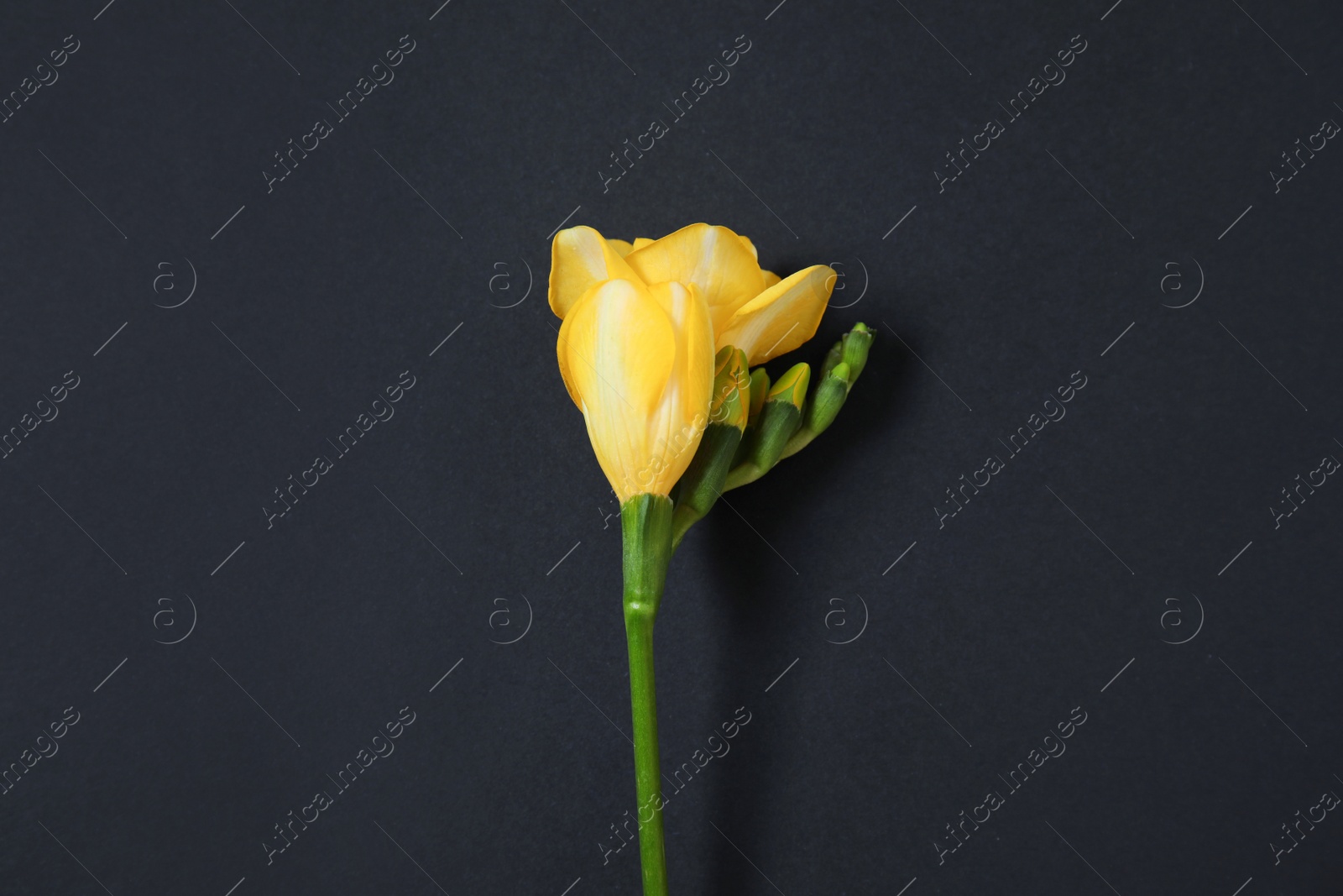 Photo of Beautiful freesia with fragrant flowers on dark background, top view