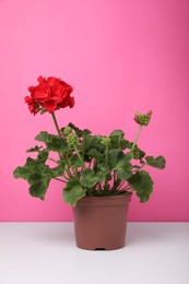 Photo of Beautiful potted geranium flower on white table against pink background