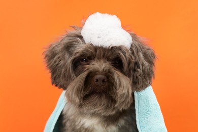 Photo of Cute Maltipoo dog with towel and foam on orange background. Lovely pet