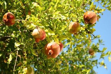 Pomegranate tree with unripe fruits growing on sunny day