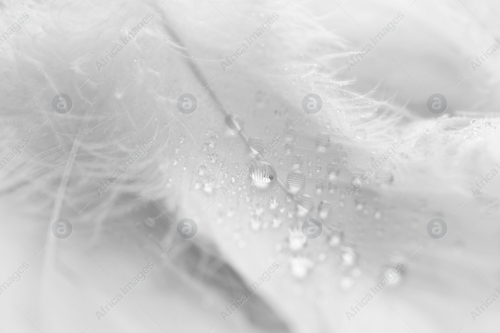 Photo of Fluffy white feathers with water drops as background, closeup