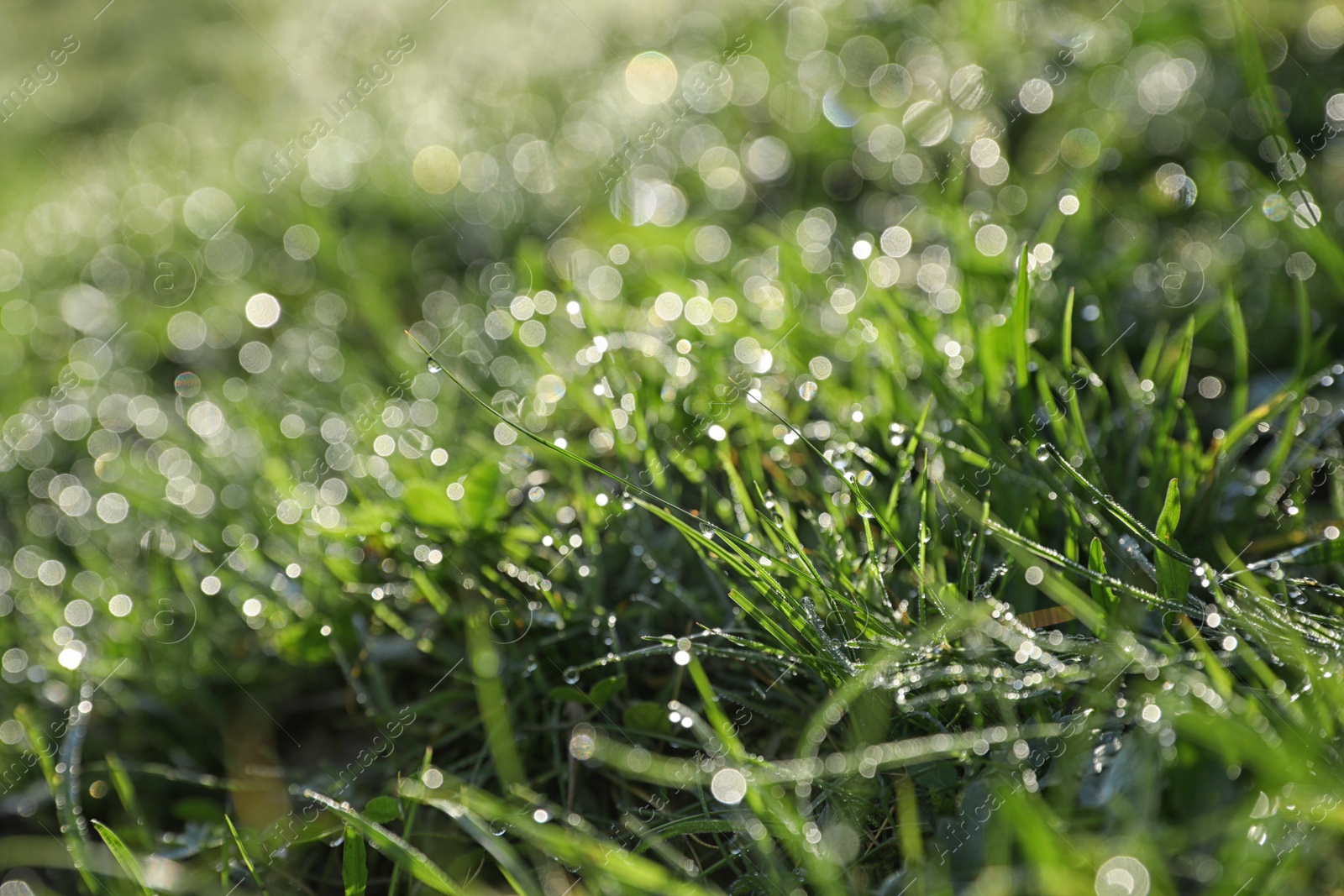 Photo of Dewy green grass on wild meadow, closeup view