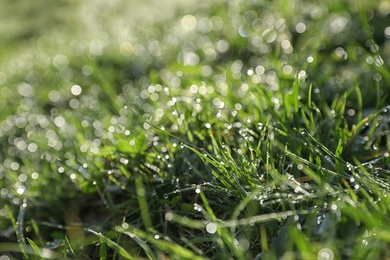 Dewy green grass on wild meadow, closeup view