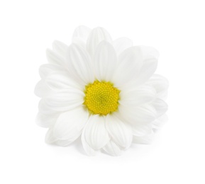 Beautiful fresh chamomile flower on white background