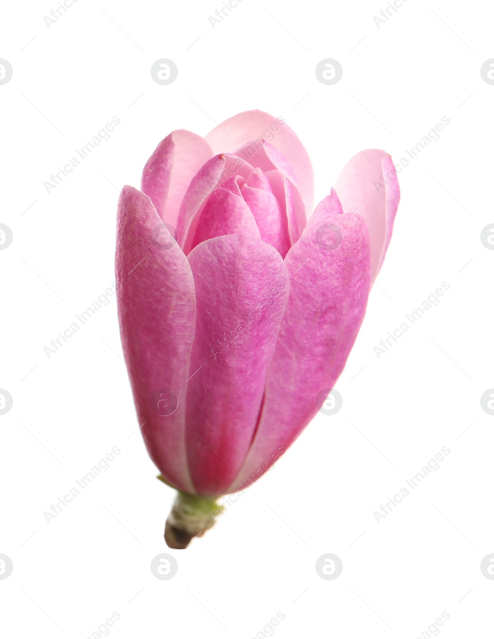 Photo of Beautiful pink magnolia flower isolated on white