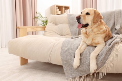 Photo of Cute Golden Labrador Retriever on couch in living room