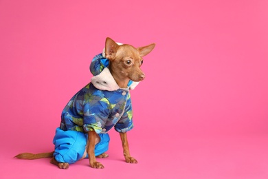 Cute toy terrier in warm clothes on color background, space for text. Domestic dog