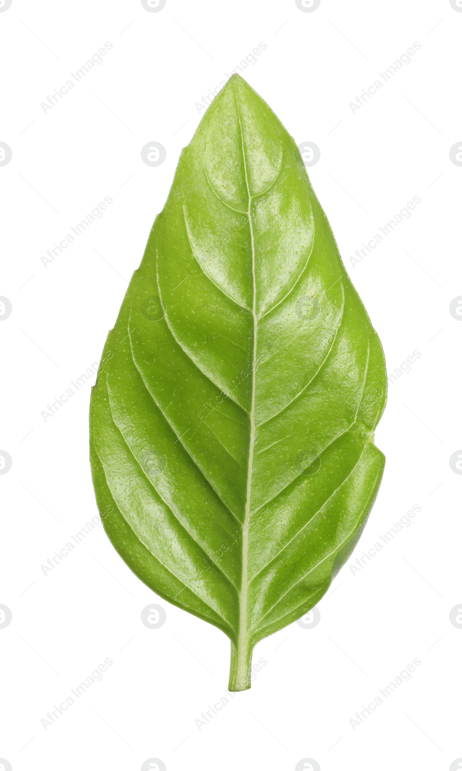 Photo of One green basil leaf isolated on white