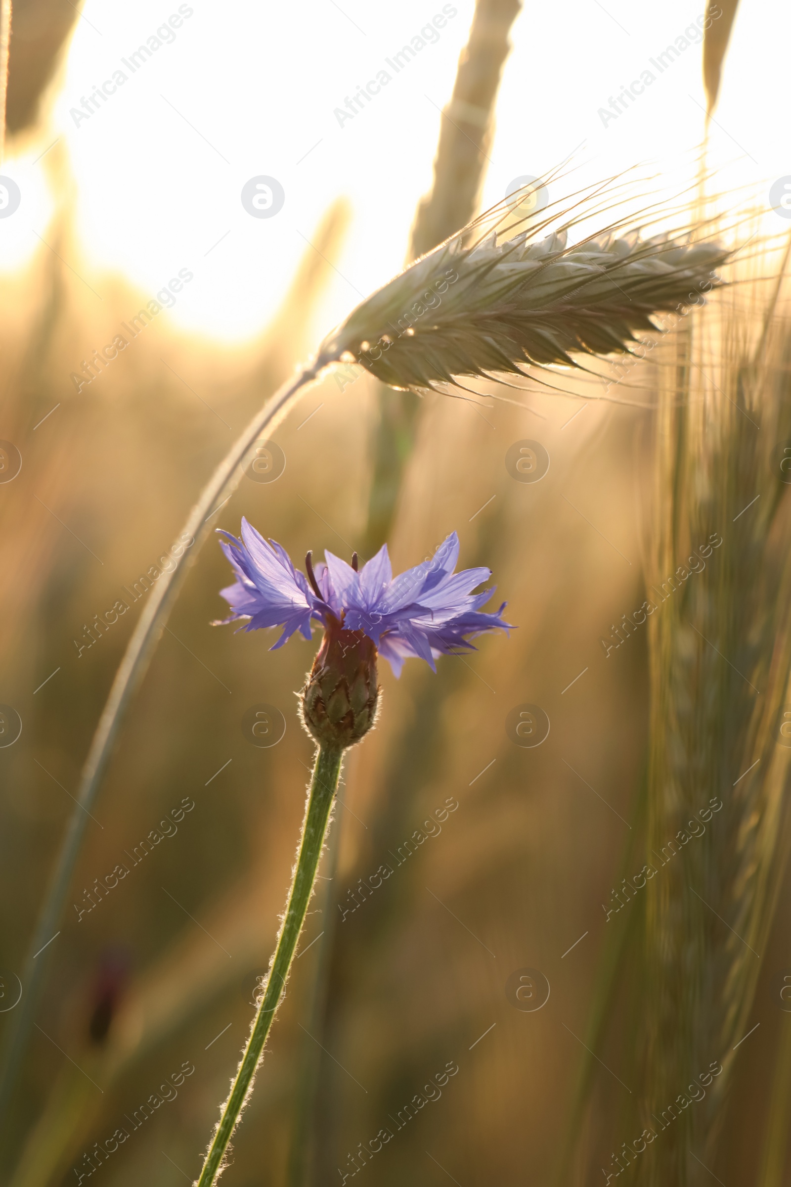 Photo of Beautiful blooming cornflower growing in field, closeup