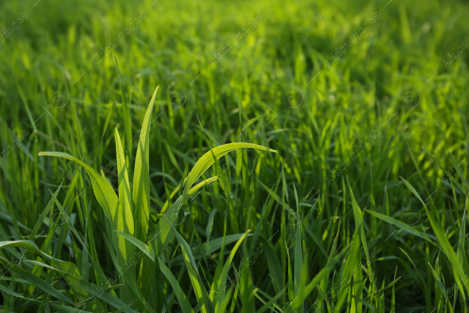 Photo of Green lawn with fresh grass outdoors on sunny day, closeup