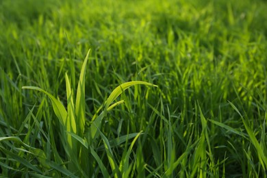 Green lawn with fresh grass outdoors on sunny day, closeup