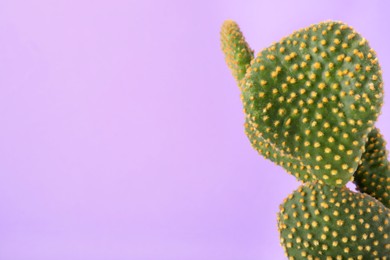 Photo of Beautiful green Opuntia cactus on violet background. Space for text