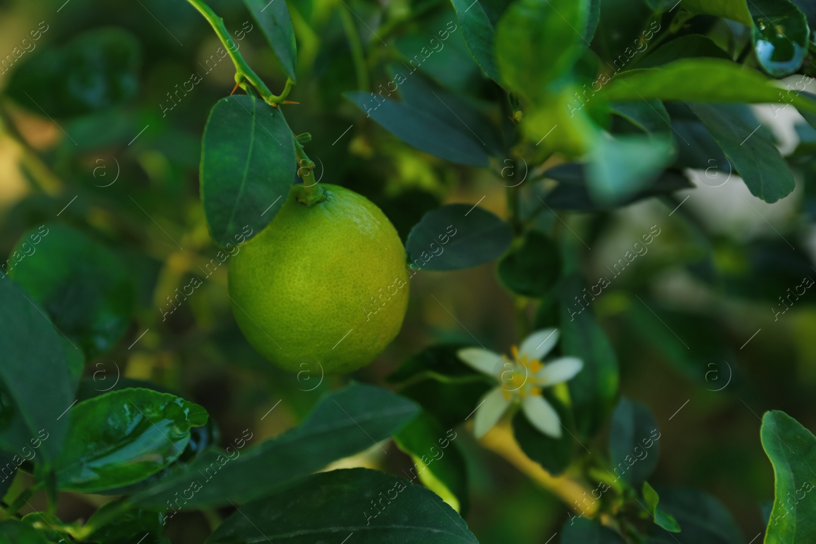 Photo of Ripe lime and flower growing on tree in garden, closeup