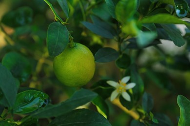 Photo of Ripe lime and flower growing on tree in garden, closeup