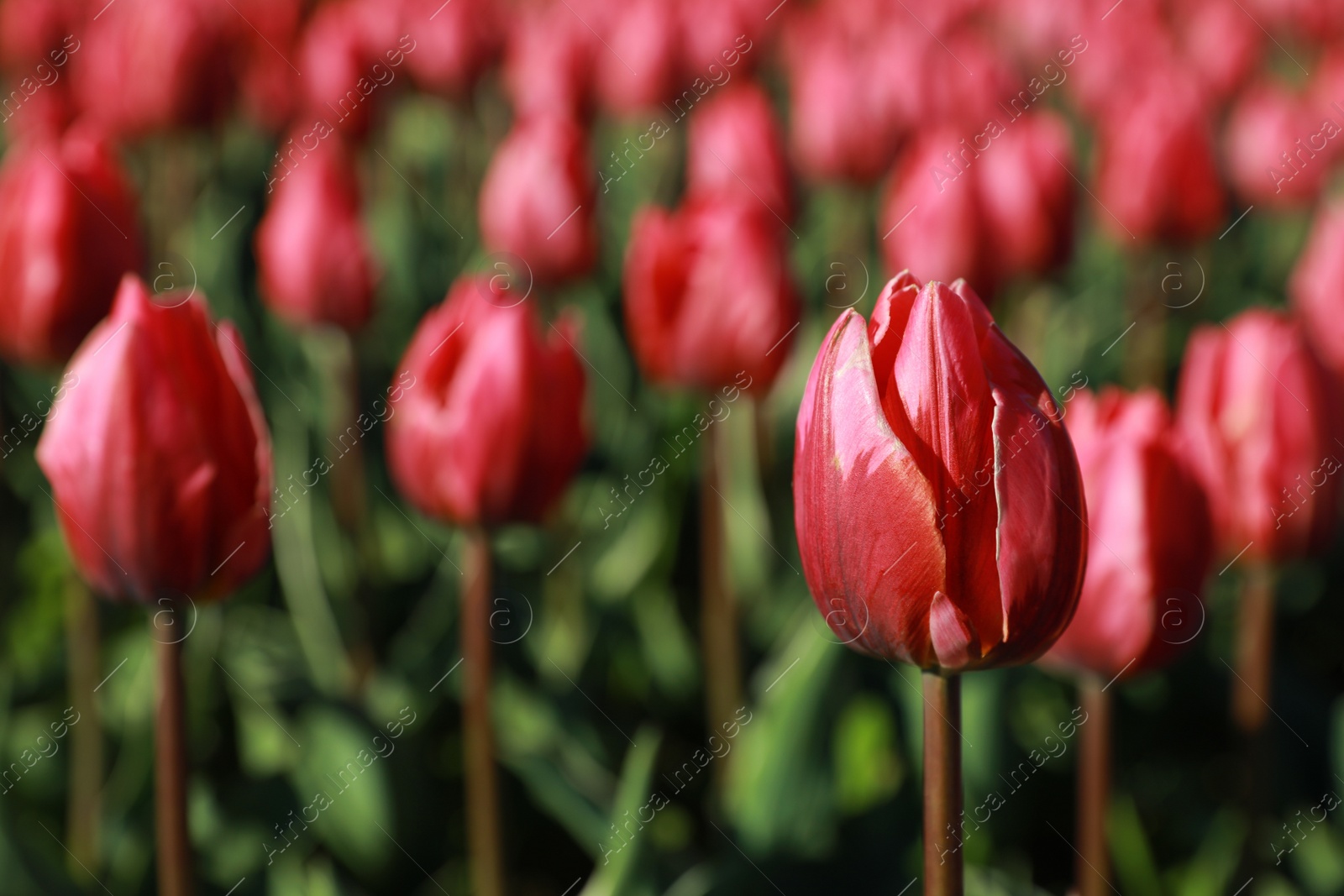 Photo of Blossoming tulips in field on sunny day, closeup. Space for text