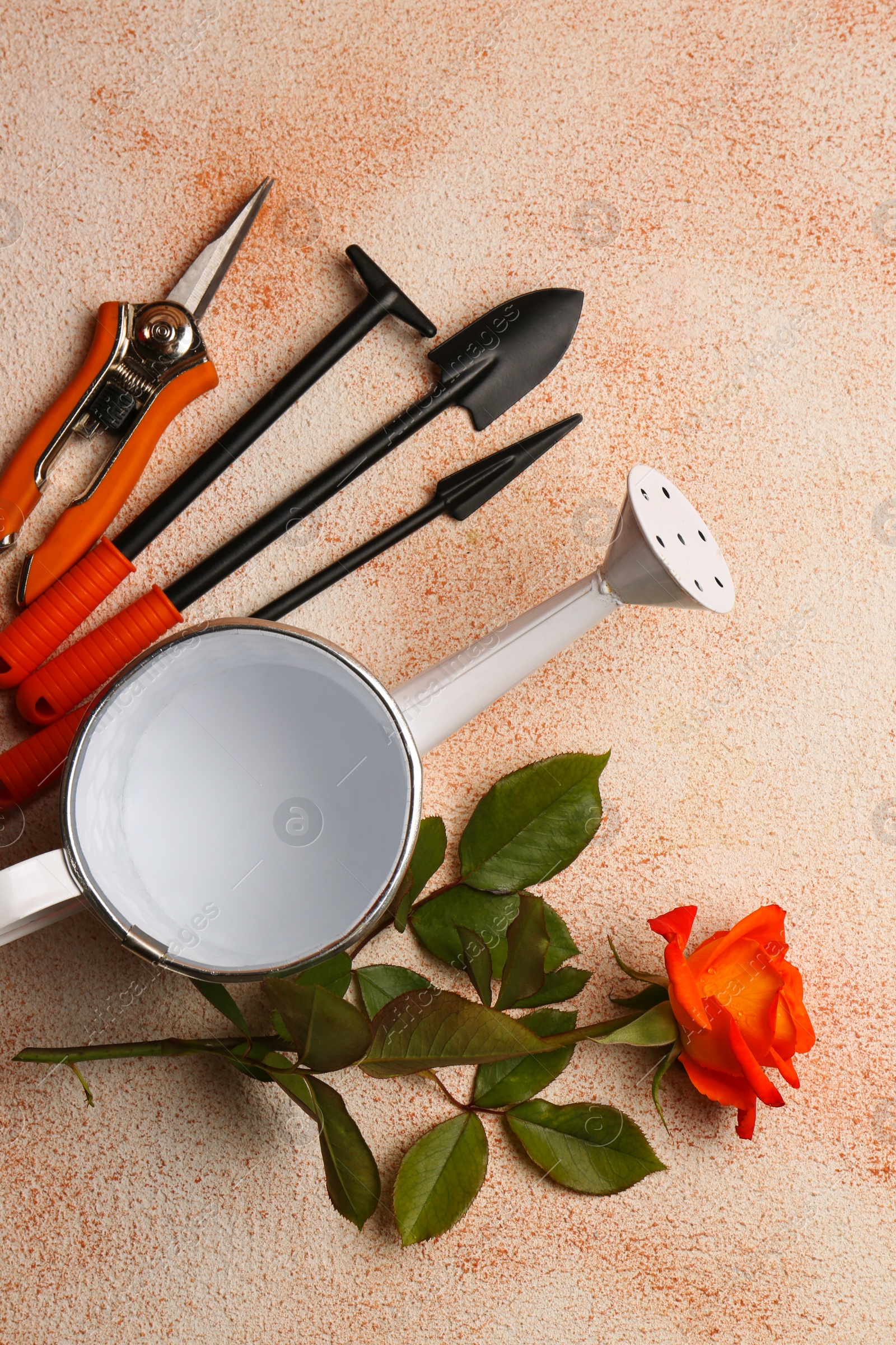 Photo of Watering can, gardening tools and rose on color textured background, flat lay