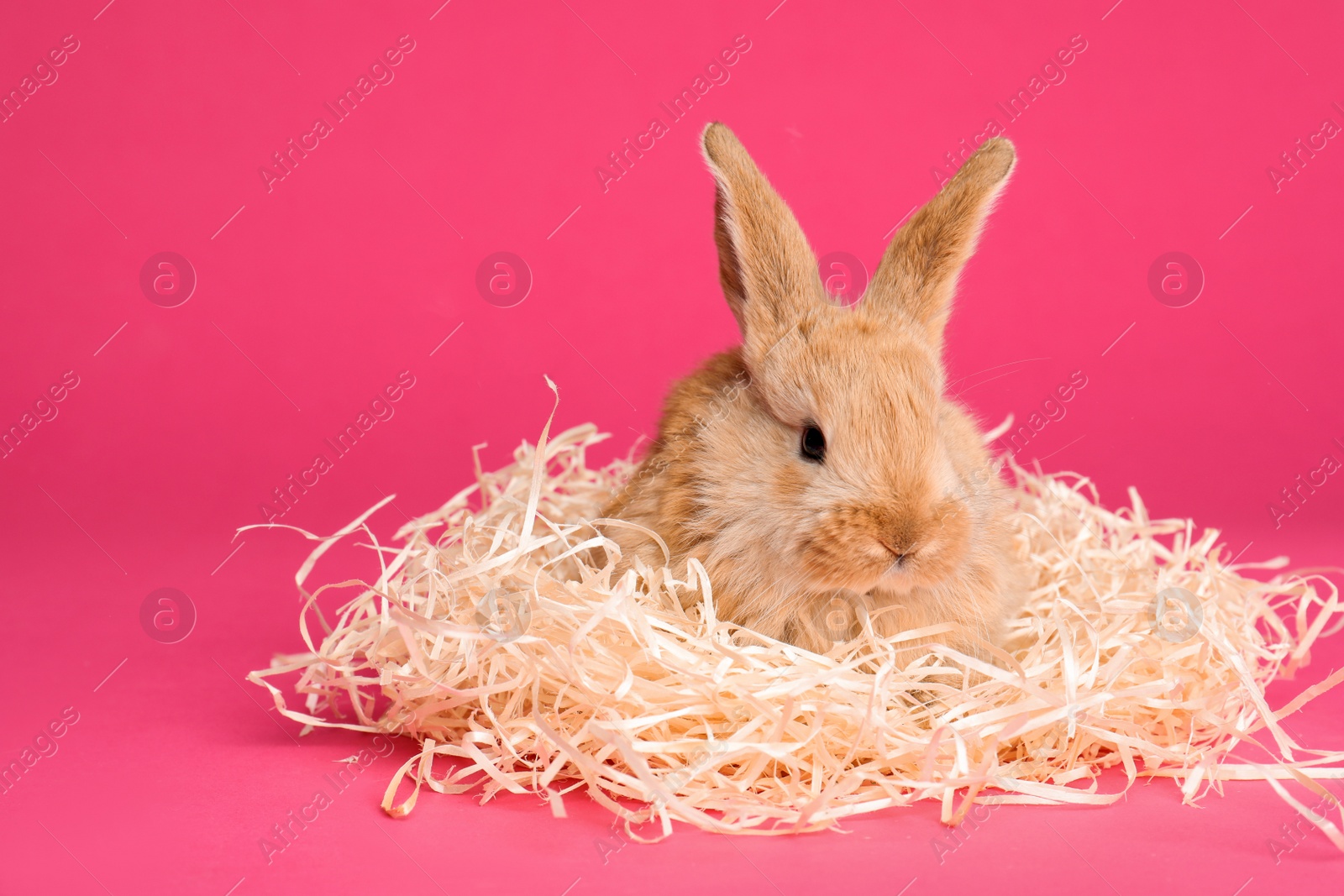 Photo of Adorable furry Easter bunny with decorative straw on color background, space for text